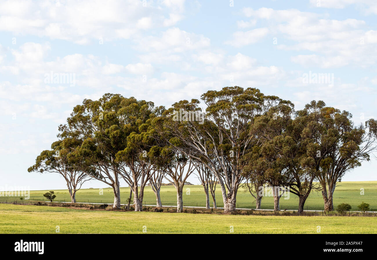 Eukalyptus Bäume und Pflanzen Futter Straße wheatbelt Stockfoto