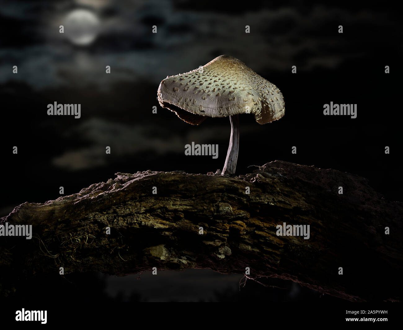 Welken Pilz in der Nacht im Mondlicht Stockfoto