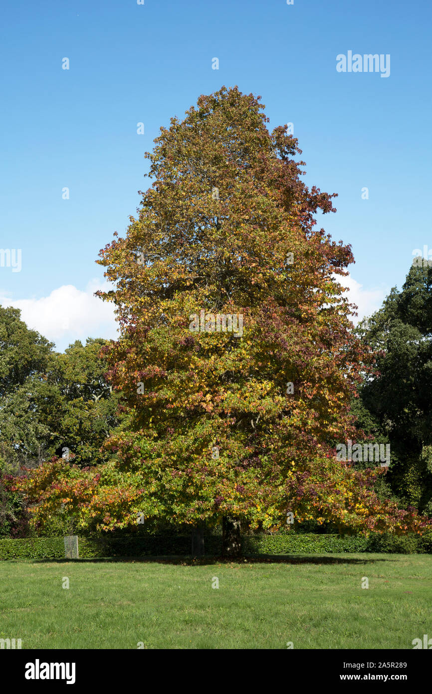 Laubbäume Farbe drehen im Herbst, Osborne House, Cowes, Isle of Wight, Großbritannien Stockfoto