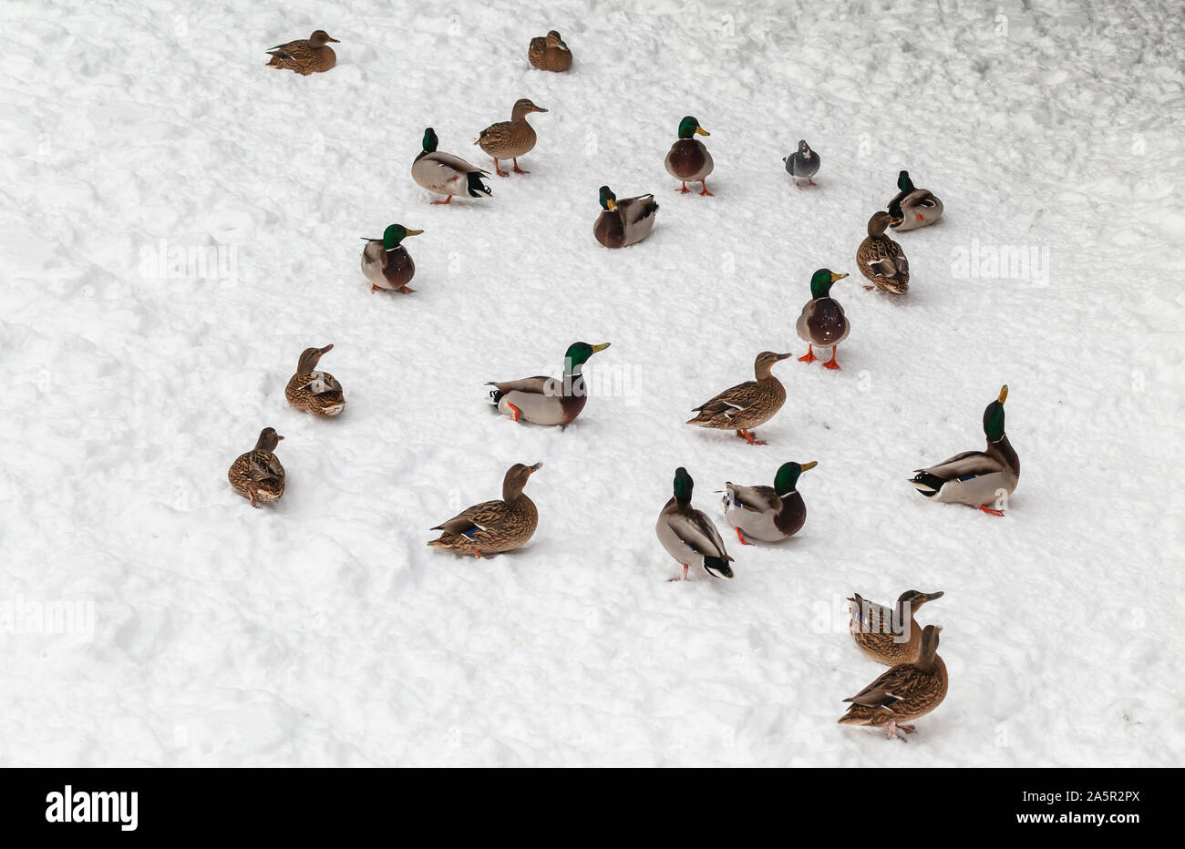 Herde von Stockente Dabbling Duck sitzen auf schneebedeckten zugefrorenen Fluss Stockfoto