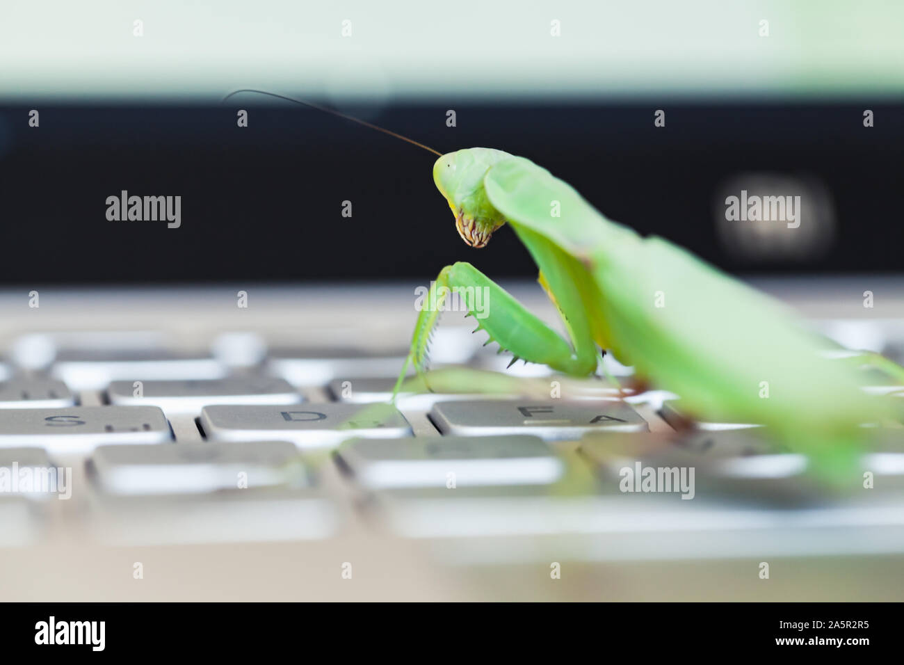 Computer bug Metapher, Mantis ist auf einem Laptop Tastatur Stockfoto