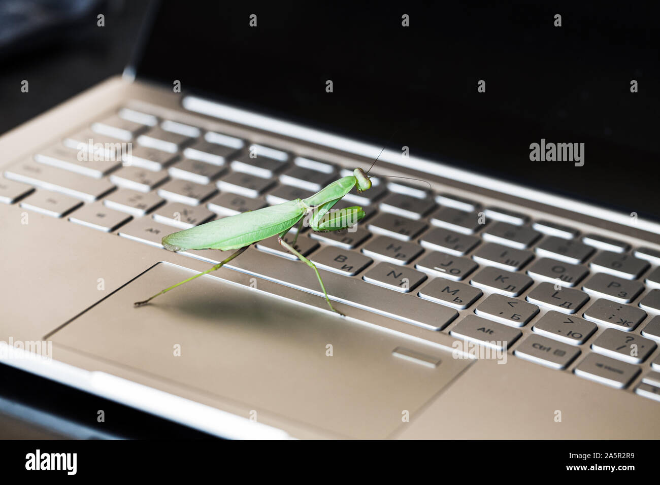 Computer bug Metapher, große mantis Wanderungen auf einem Laptop Tastatur mit englischen und russischen Buchstaben Stockfoto