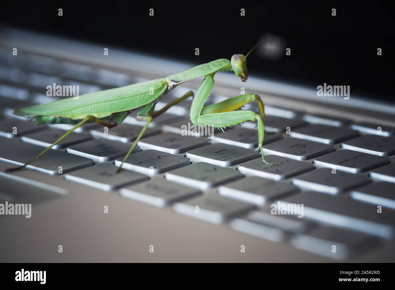 Computer bug Metapher. Mantis ist auf einem Laptop Tastatur, Nahaufnahme mit selektiven Fokus Stockfoto