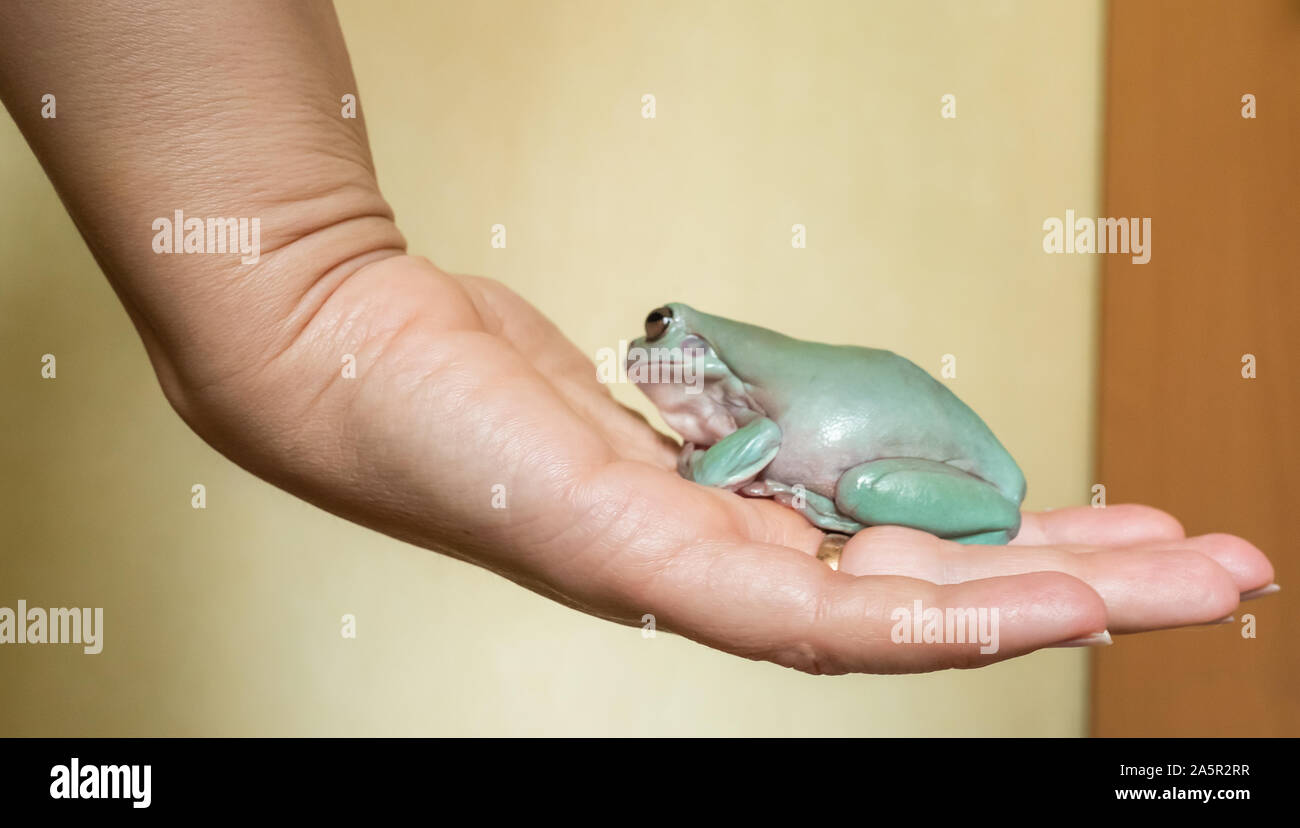 Phyllomedusa sauvagii, die gemeinhin als die wächserne Monkey Tree Frog sitzen auf Eine weibliche Hand bekannt, ist eine Pflanzenart aus der Gattung der Frosch in der Familie Hylidae Stockfoto