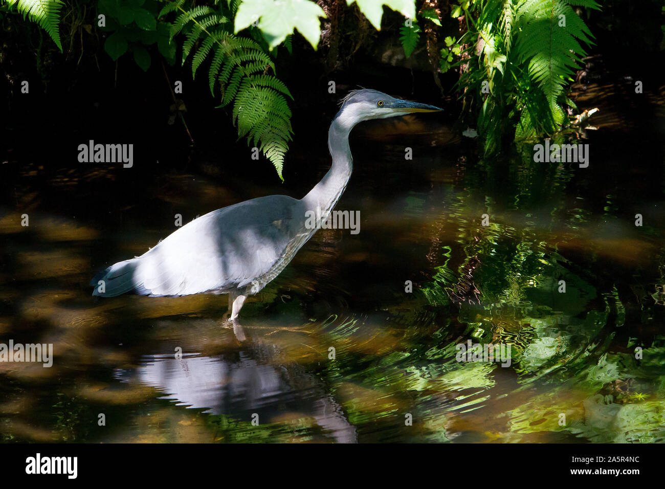 Heron (UK) Angeln Stockfoto