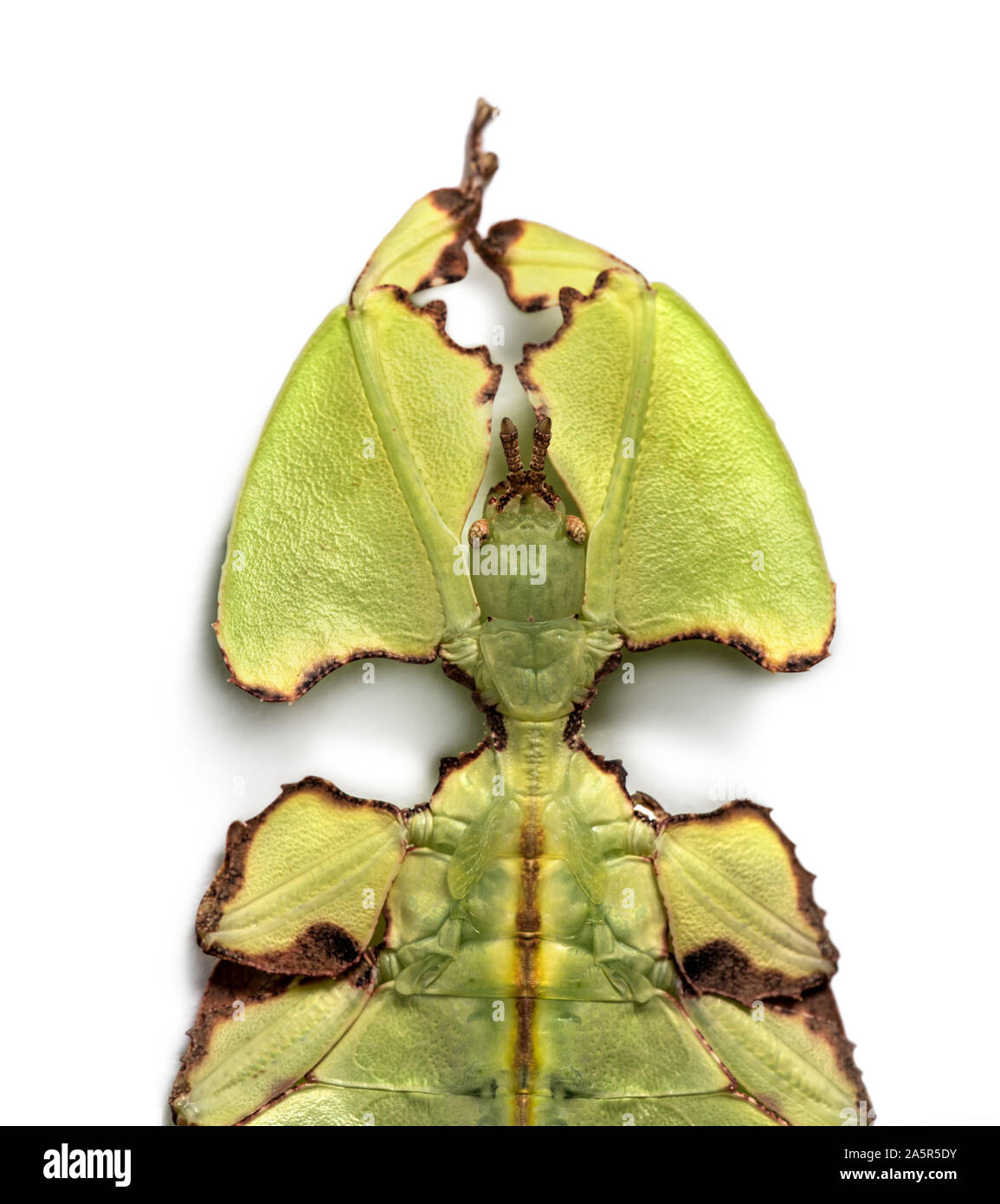 Blatt Insekt, Phyllium giganteum, vor weißem Hintergrund Stockfoto
