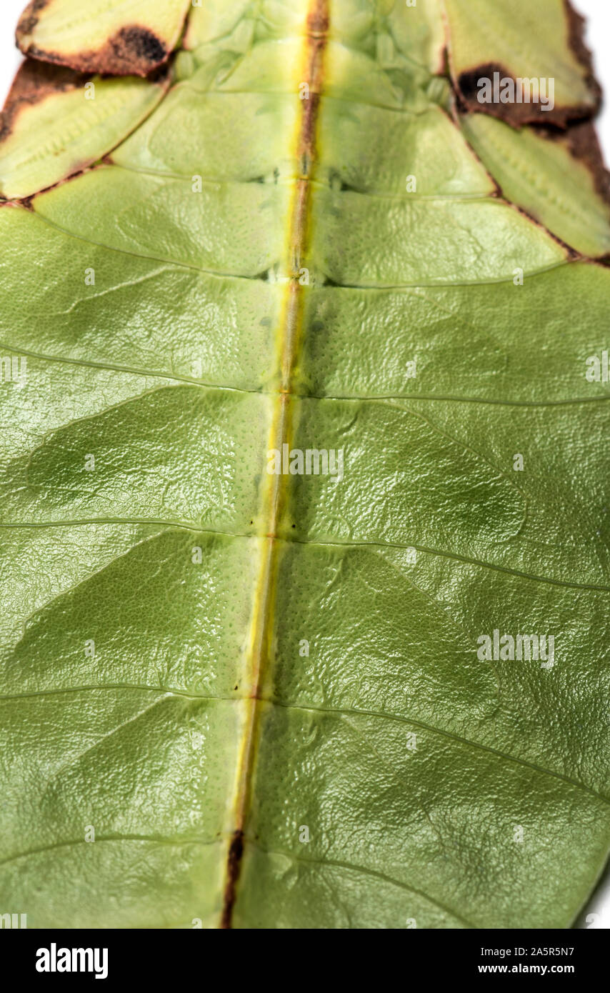 In der Nähe von Blatt Insekt, Phyllium giganteum Stockfoto