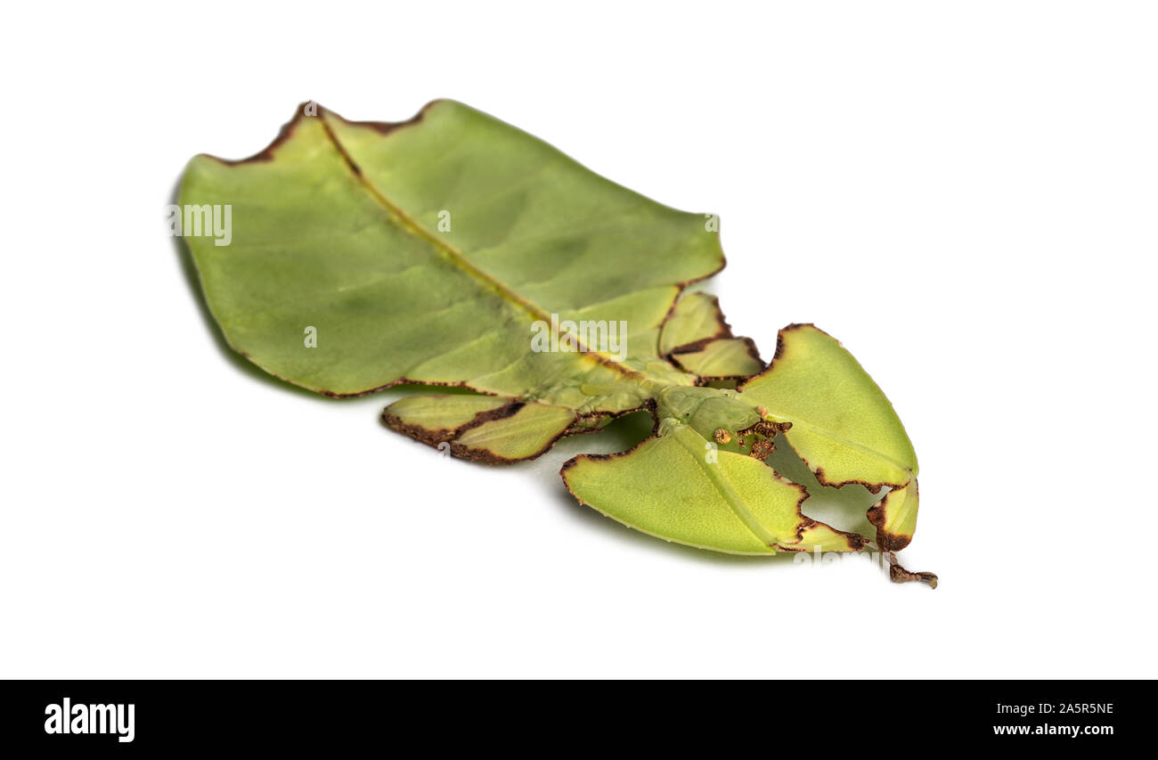 Blatt Insekt, Phyllium giganteum, vor weißem Hintergrund Stockfoto