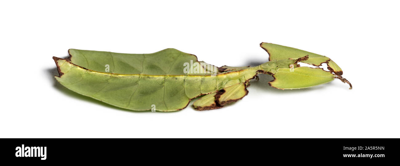 Blatt Insekt, Phyllium giganteum, vor weißem Hintergrund Stockfoto