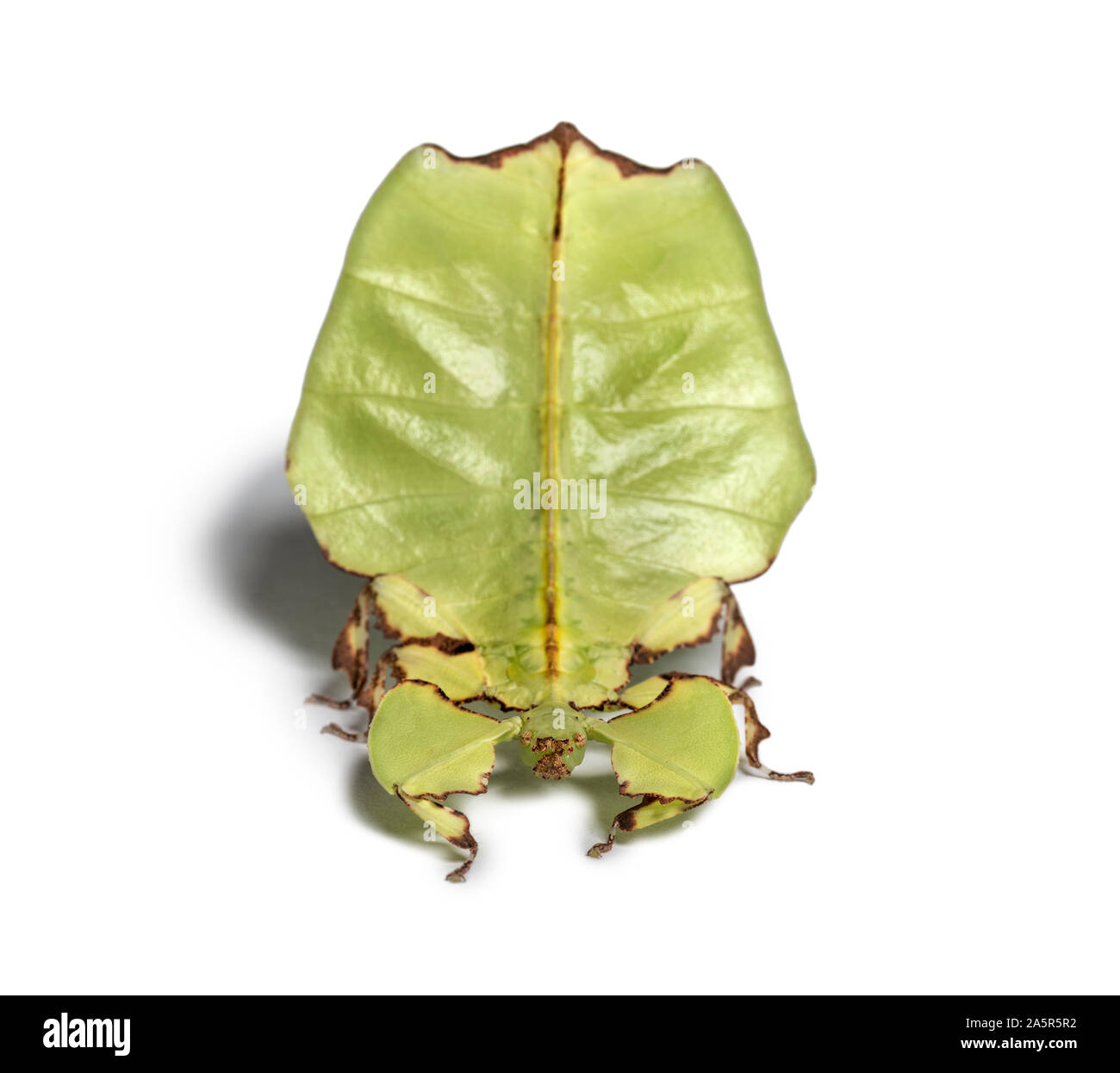 Blatt Insekt, Phyllium giganteum, vor weißem Hintergrund Stockfoto