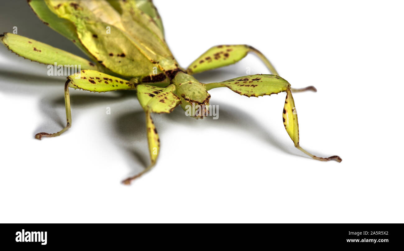 Blatt Insekt, Phyllium giganteum, vor weißem Hintergrund Stockfoto