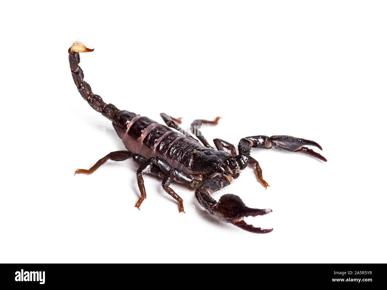 Scorpion, pandinus Diktator, vor weißem Hintergrund Stockfoto