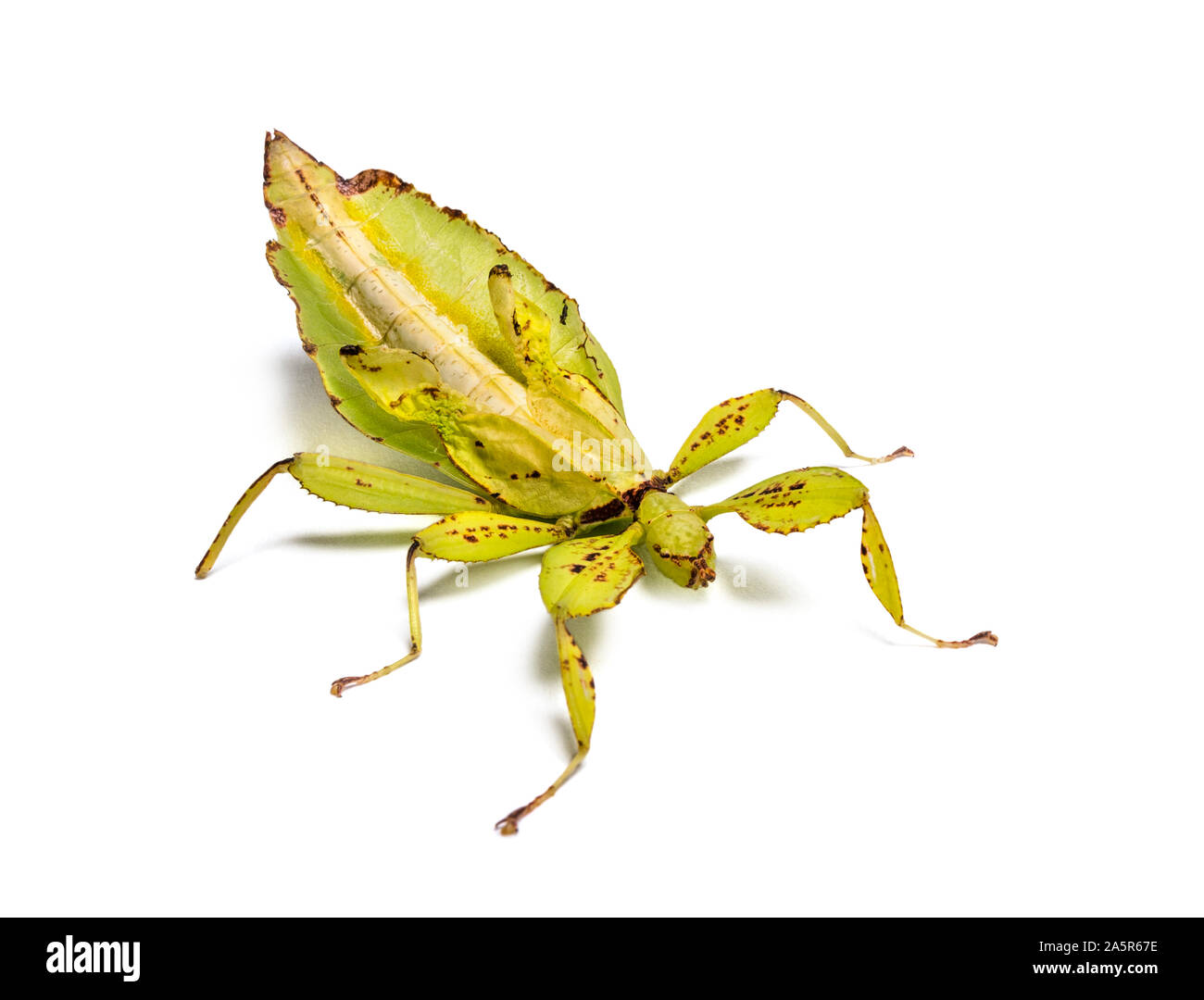 Blatt Insekt, Phyllium giganteum, vor weißem Hintergrund Stockfoto