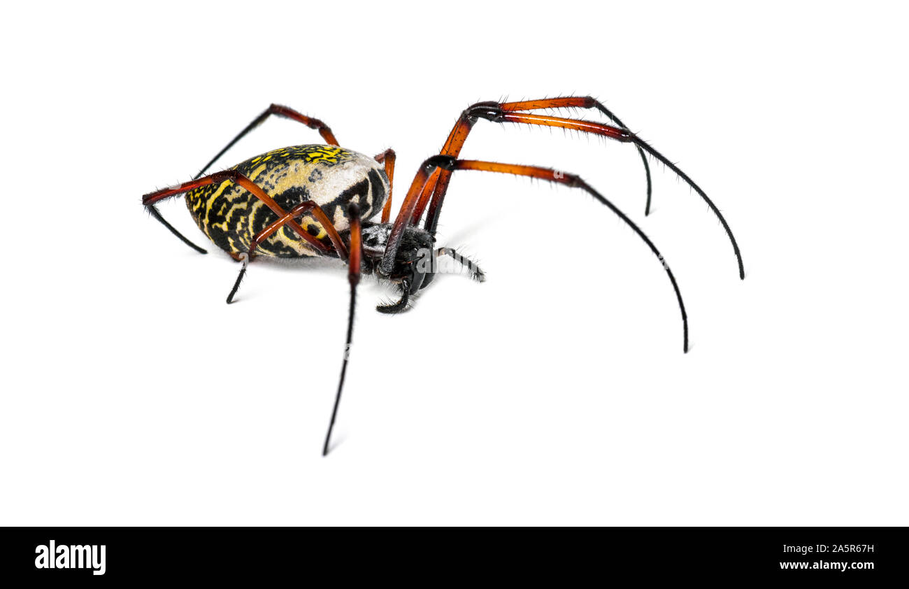 Nephila inaurata, allgemein bekannt als die red-legged Golden orb-Weaver spider oder Red-legged nephila, vor weißem Hintergrund Stockfoto