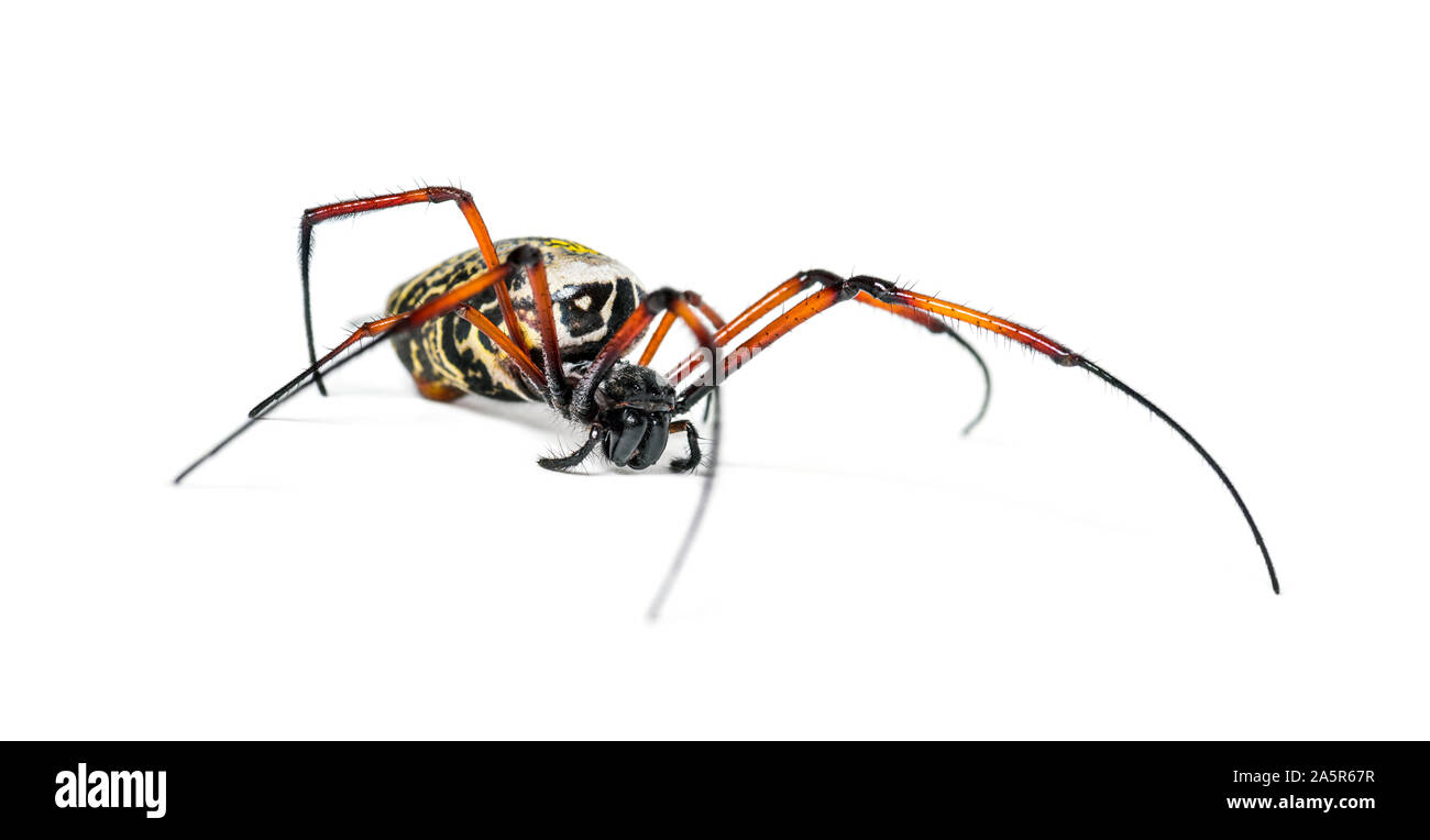 Nephila inaurata, allgemein bekannt als die red-legged Golden orb-Weaver spider oder Red-legged nephila, vor weißem Hintergrund Stockfoto