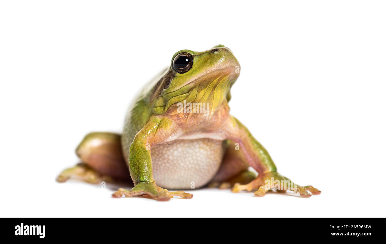 Mediterrane Laubfrosch oder stripeless Laubfrosch, Hyla meridionalis, vor weißem Hintergrund Stockfoto