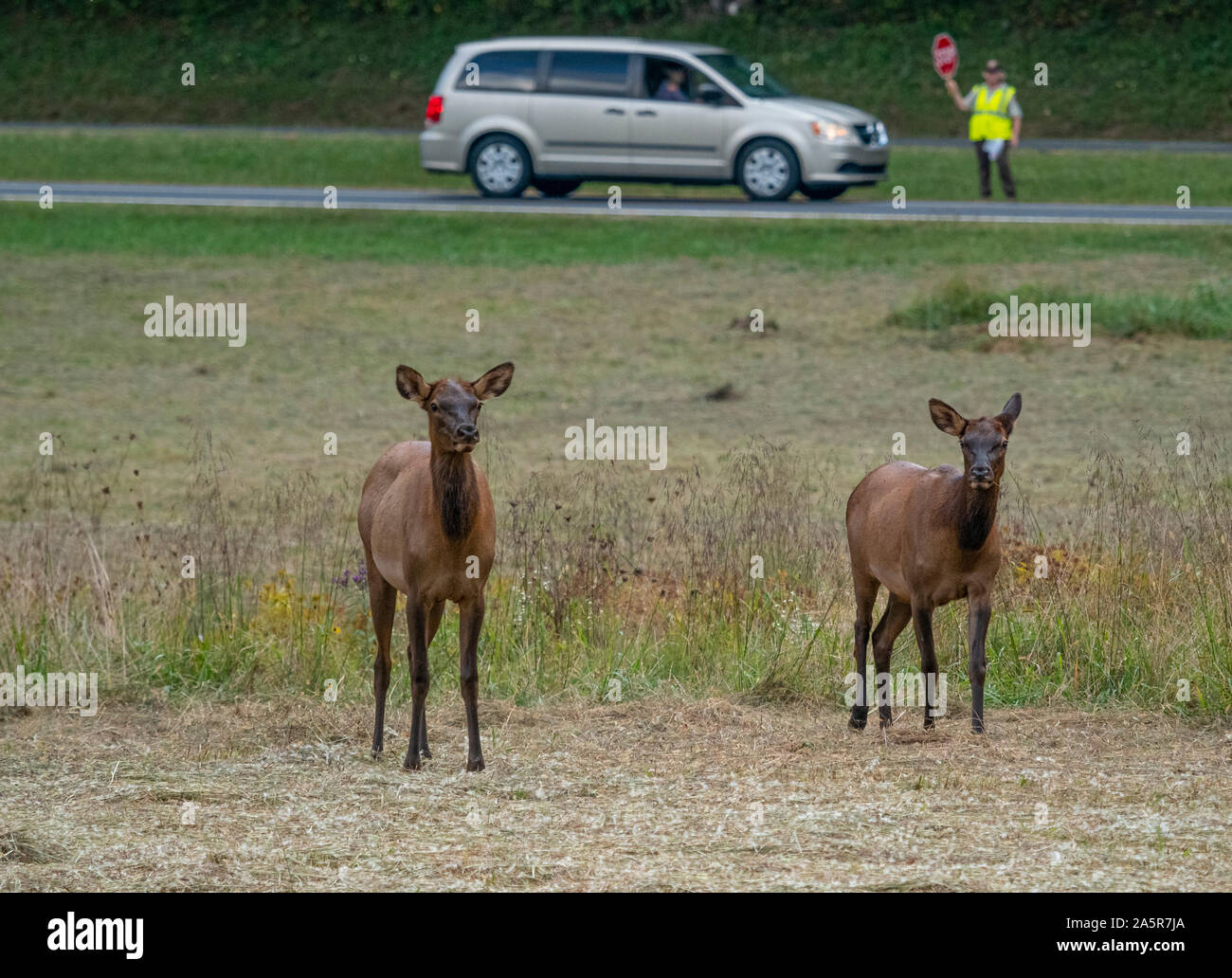 Elk am Oconaluftee Besucherzentrum in der Great Smoky Mountains National Park in Cherokee North Carolina in den Vereinigten Staaten Stockfoto