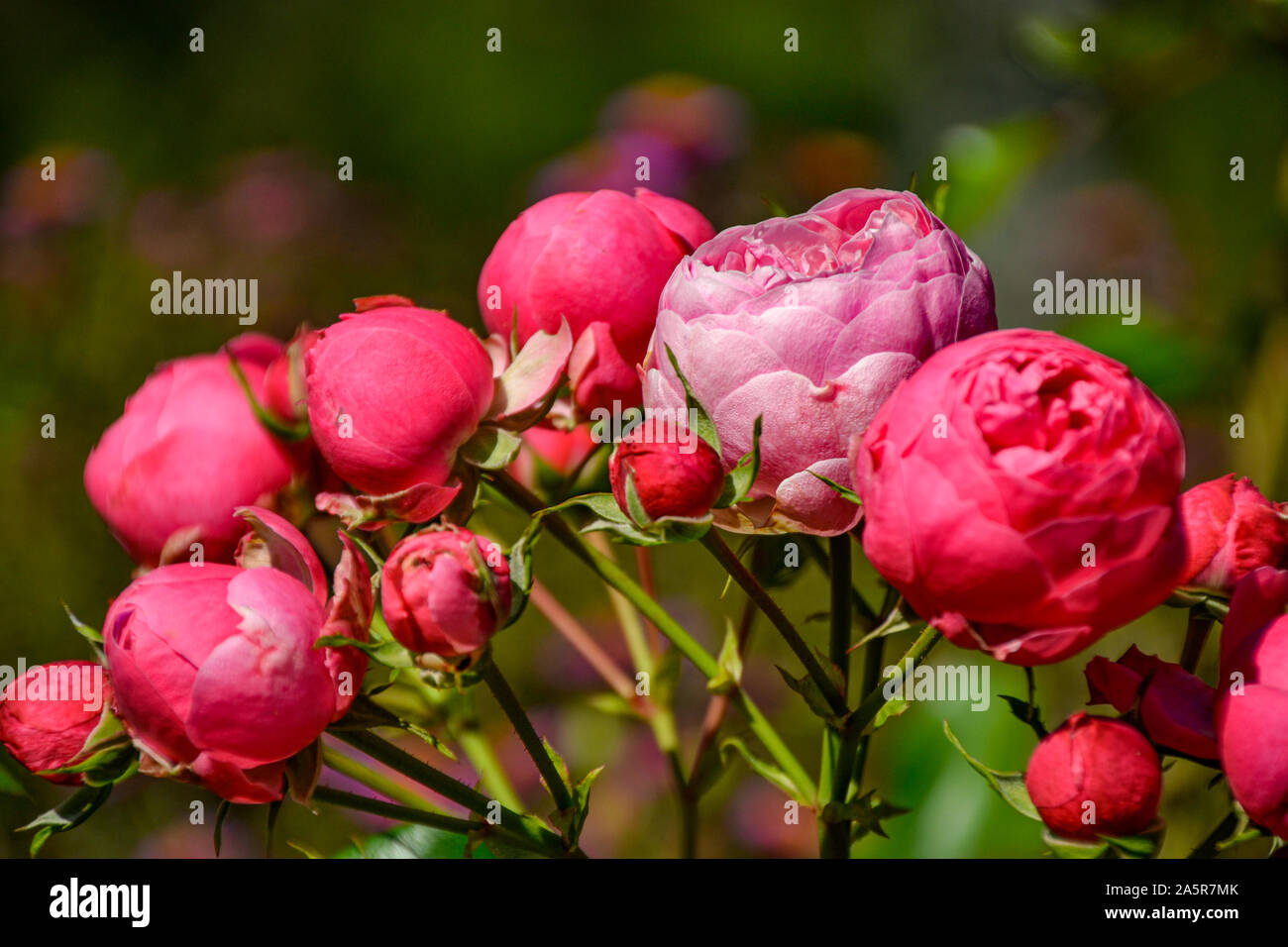 Blumen mit Bienen/Garten/Schlossgarten im Schloss Filseck in Uhingen/Göppingen Stockfoto