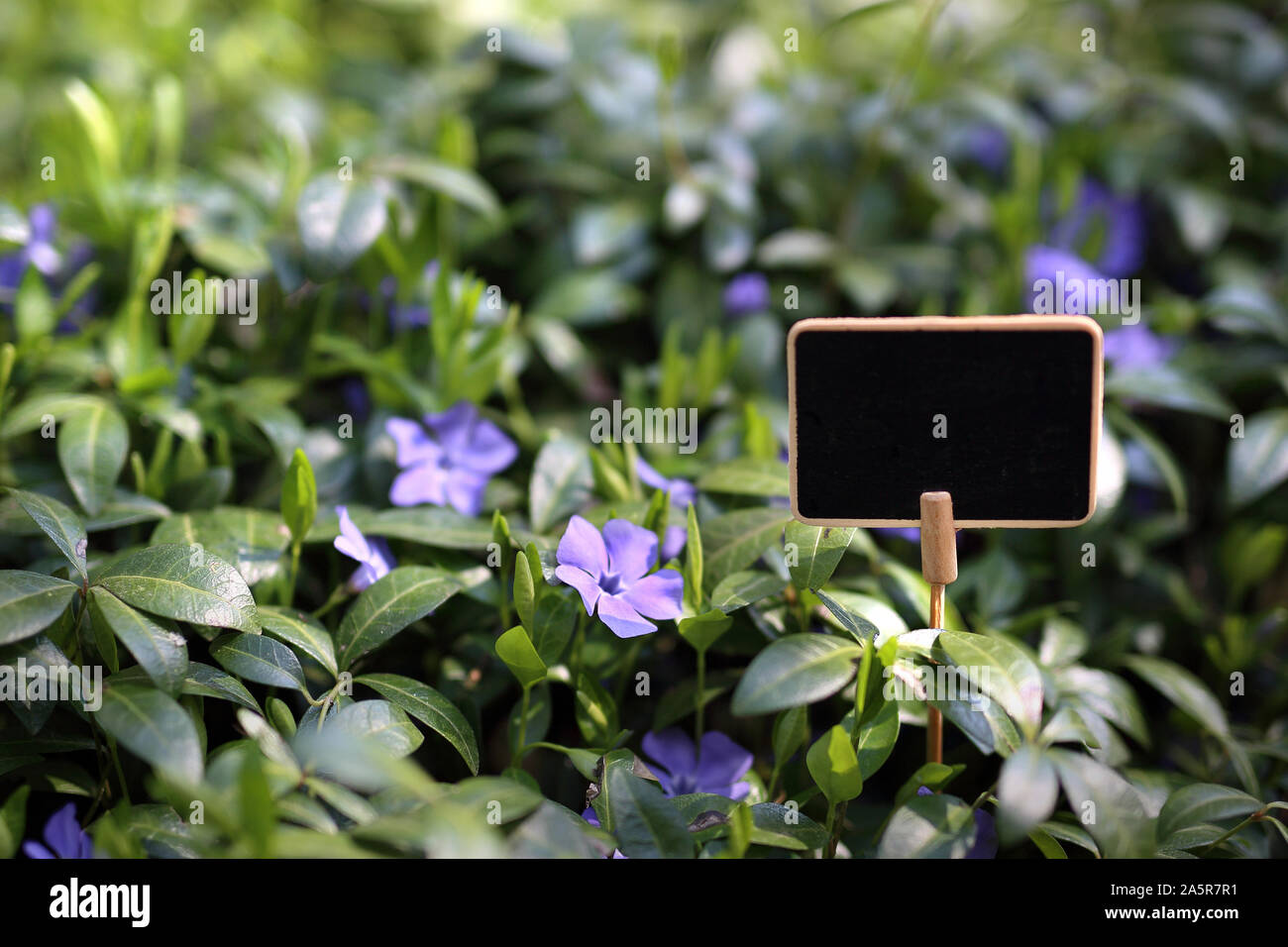 Common periwinkle, immergrüne Bodendecker Pflanzen. Gartenbau Stockfoto