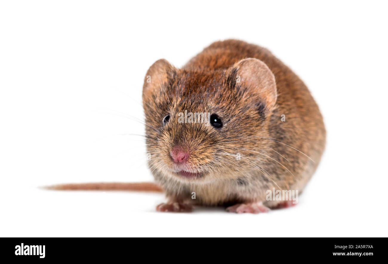 Bank vole, Myodes glareolus; früher Clethrionomys glareolus, vor weißem Hintergrund Stockfoto