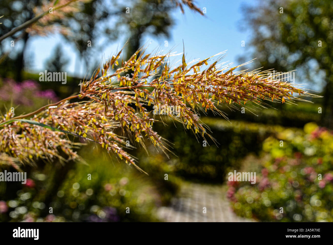 Blumen mit Bienen/Garten/Schlossgarten im Schloss Filseck in Uhingen/Göppingen Stockfoto