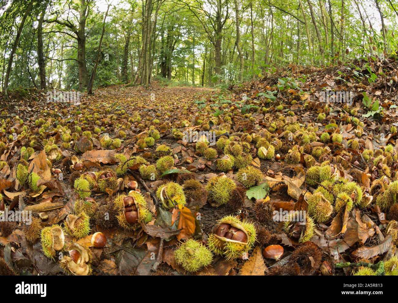 Die Kastanien von Castanea sativa Reif vollständig abdecken. alten Wald Wald im Herbst, eine kostenlose Nahrungsquelle für die nahrungssuche Stockfoto