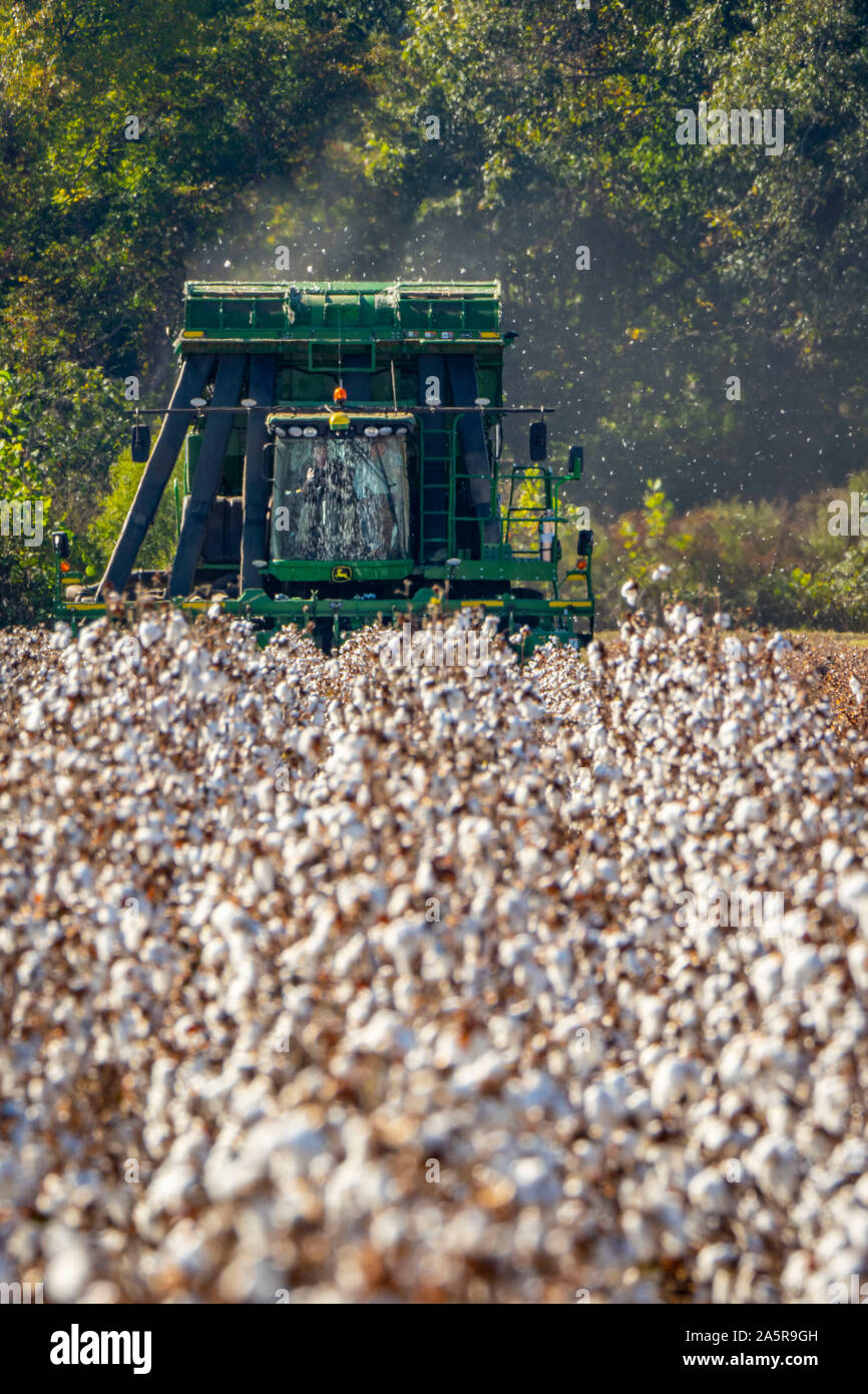 Baumwollernte im Herbst Pugh Farmen Plantage 18. Oktober 2019 in den Hallen, Tennessee. Stockfoto
