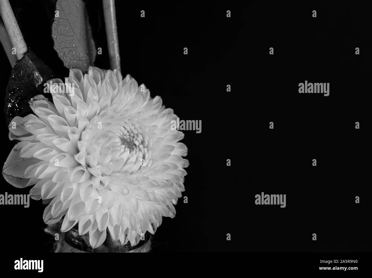 Schöne Dahlie Blüte auf schwarzen Hintergrund mit Regentropfen Stockfoto