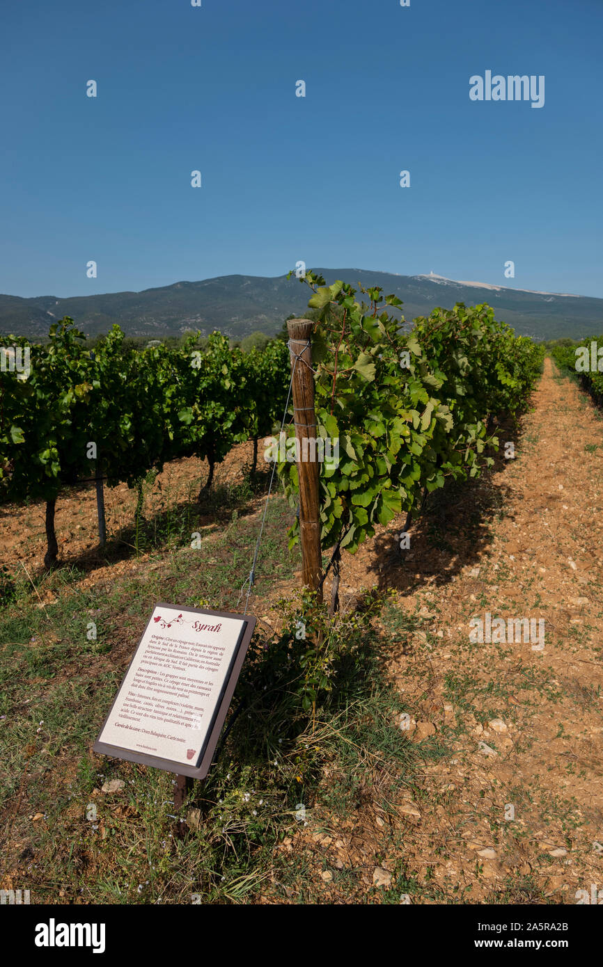 Outdoor Wein Museum, Côtes du Ventoux, Bedoin, Provence, Frankreich. Stockfoto