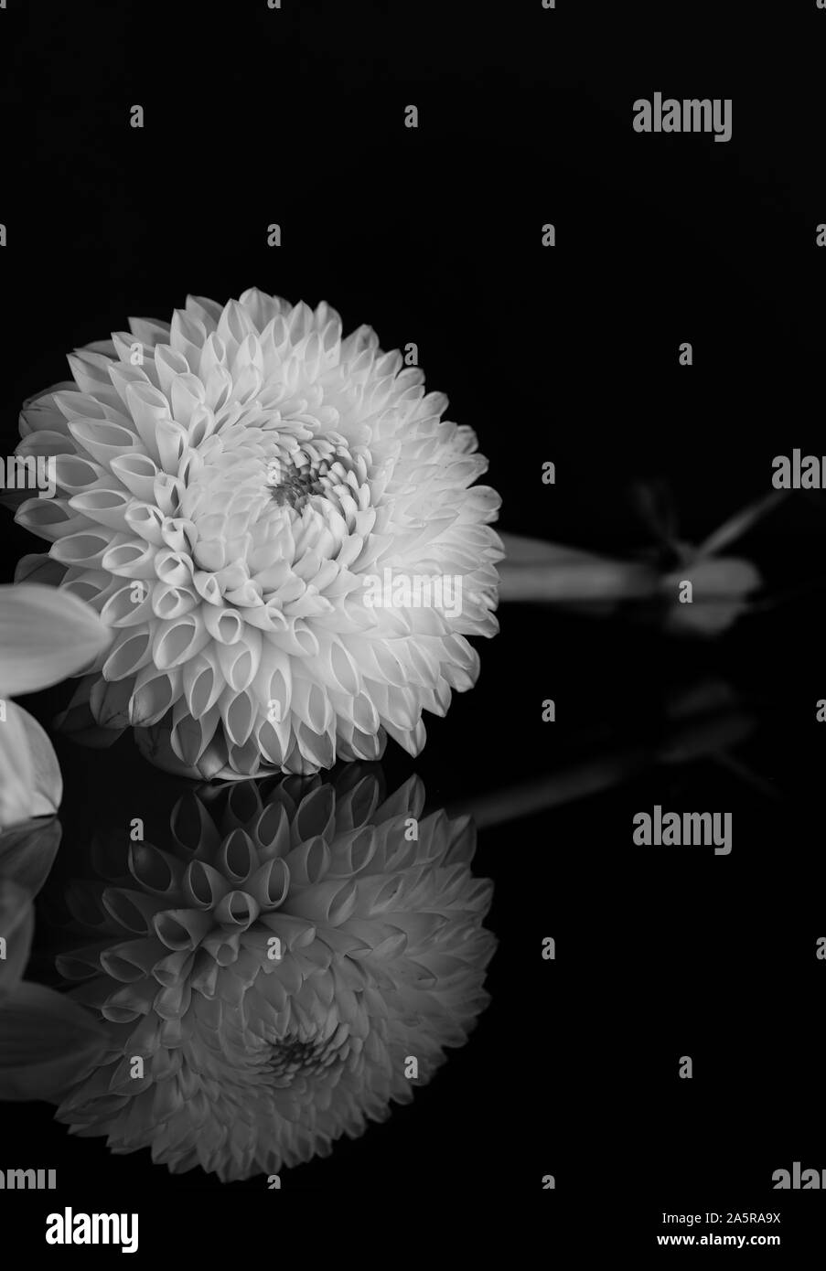 Schöne Dahlie Blüte im Bouquet. Die Schwarz-Weiß-Fotografie Stockfoto