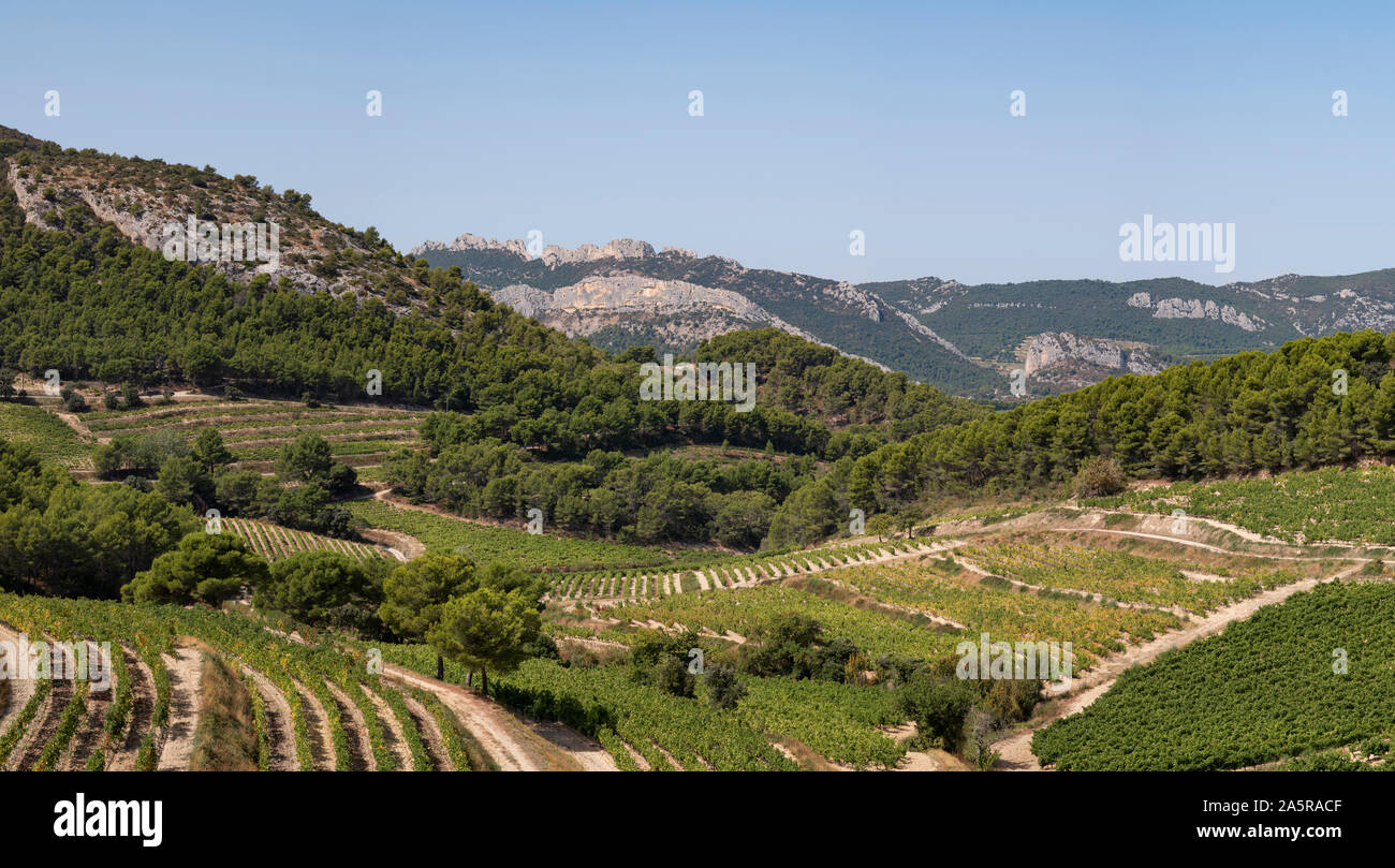 Die Reben und Weinbergen in Beaumes-de-Venise, Provence in Frankreich. Stockfoto