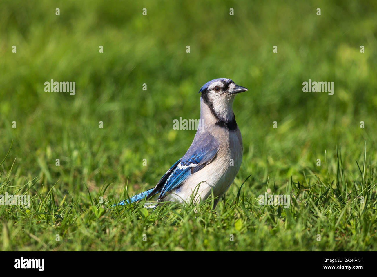 Blue Jay im Gras. Stockfoto