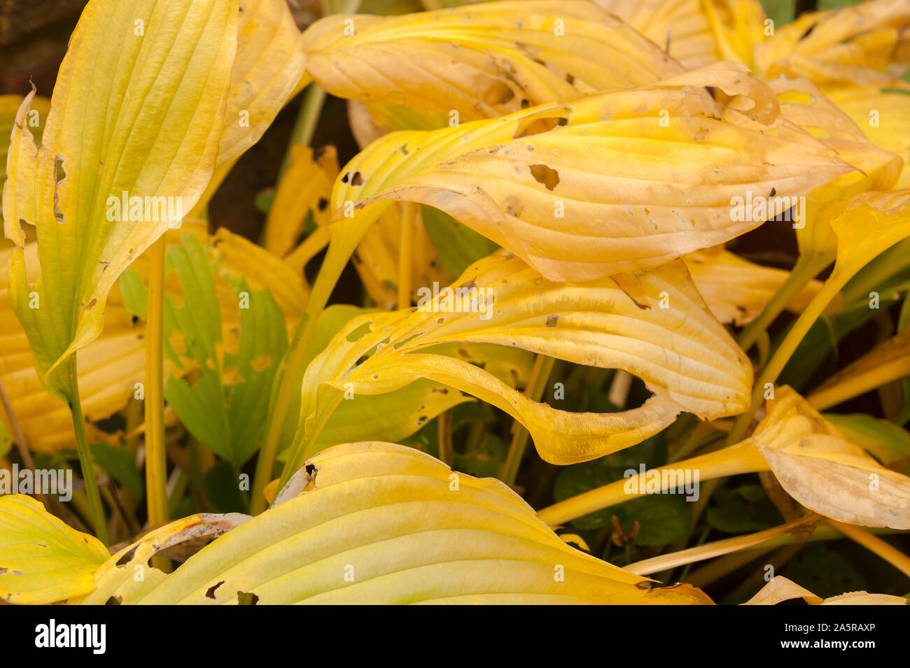 Hosta Blätter im Herbst, schöne Auswahl an gelben Pastelltönen gehalten und mit Schnecke und Slug Schäden Stockfoto
