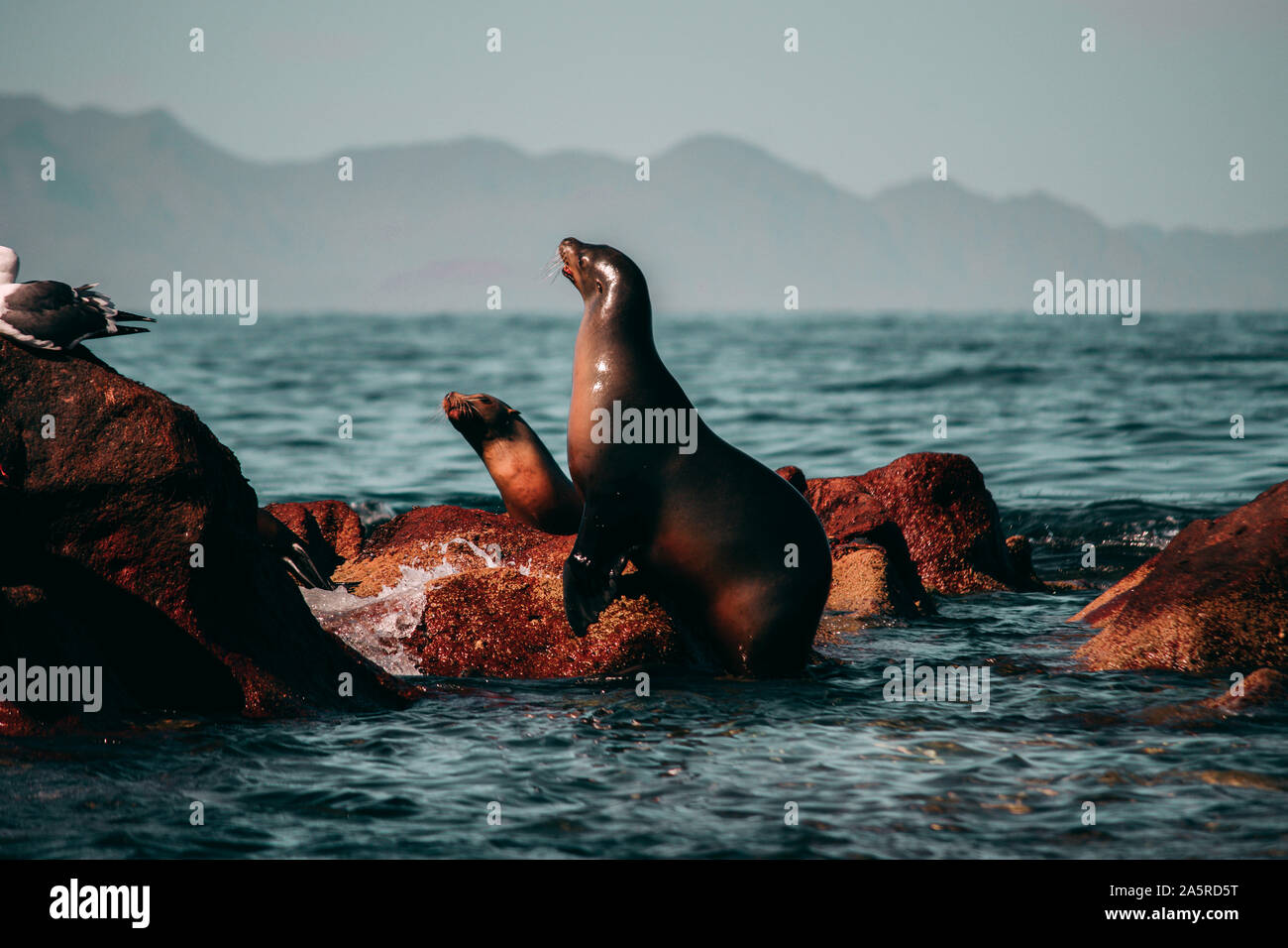 Seelöwen spielen auf die Küste der Isla Espiritu Santo, BCS Stockfoto