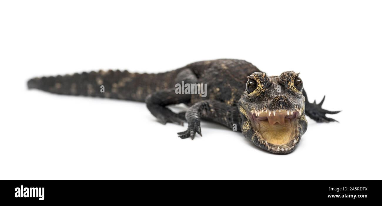 Zwerg Krokodil, Osteolaemus tetraspis, häufig auch als die Afrikanische Zwerg Krokodil, West African dwarf Crocodile bekannt und breit-snouted Krokodil, Stockfoto