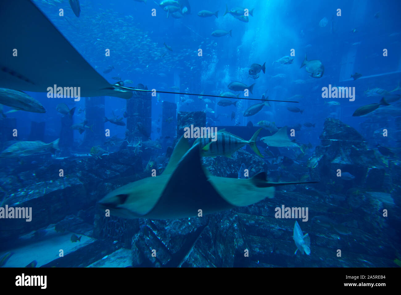 Aquarium und der Unterwasser Zoo im Atlantis Palm, Dubai, Vereinigte Arabische Emirate Stockfoto