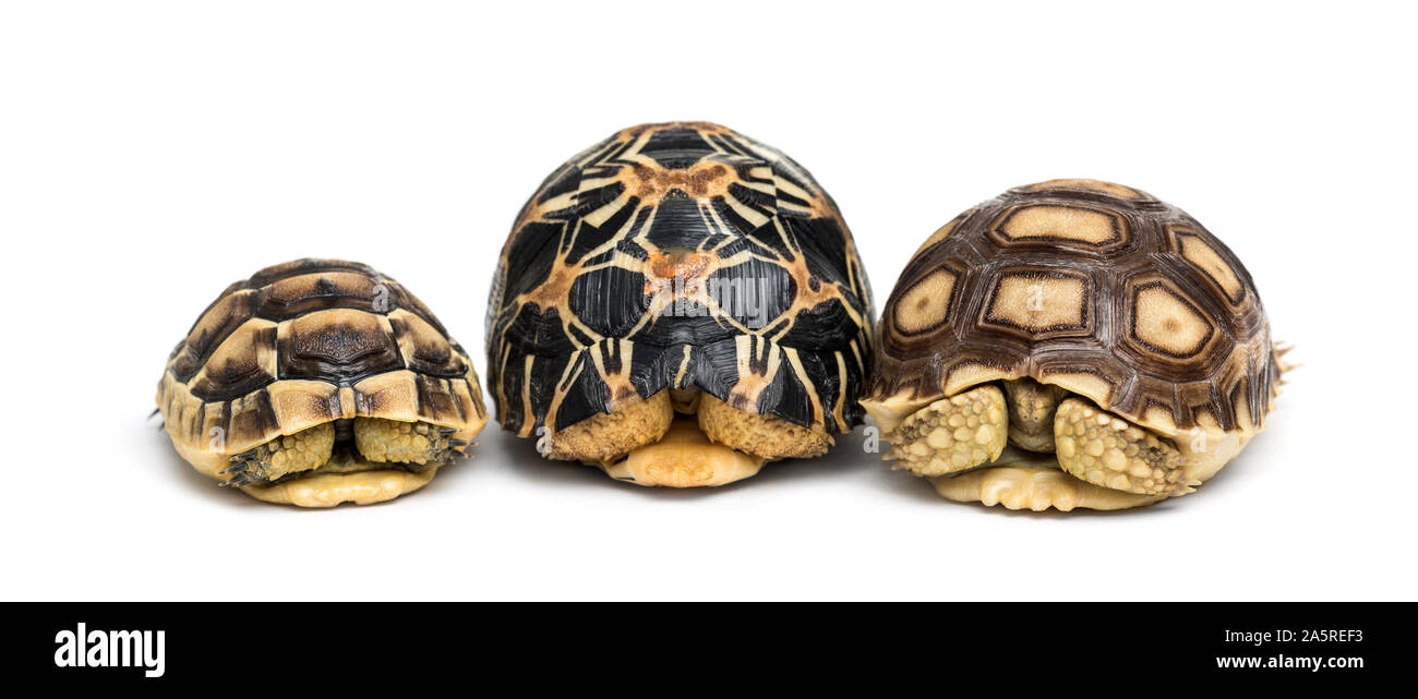 Afrikanische Spornschildkroten Stockfotos Und Bilder Kaufen Alamy