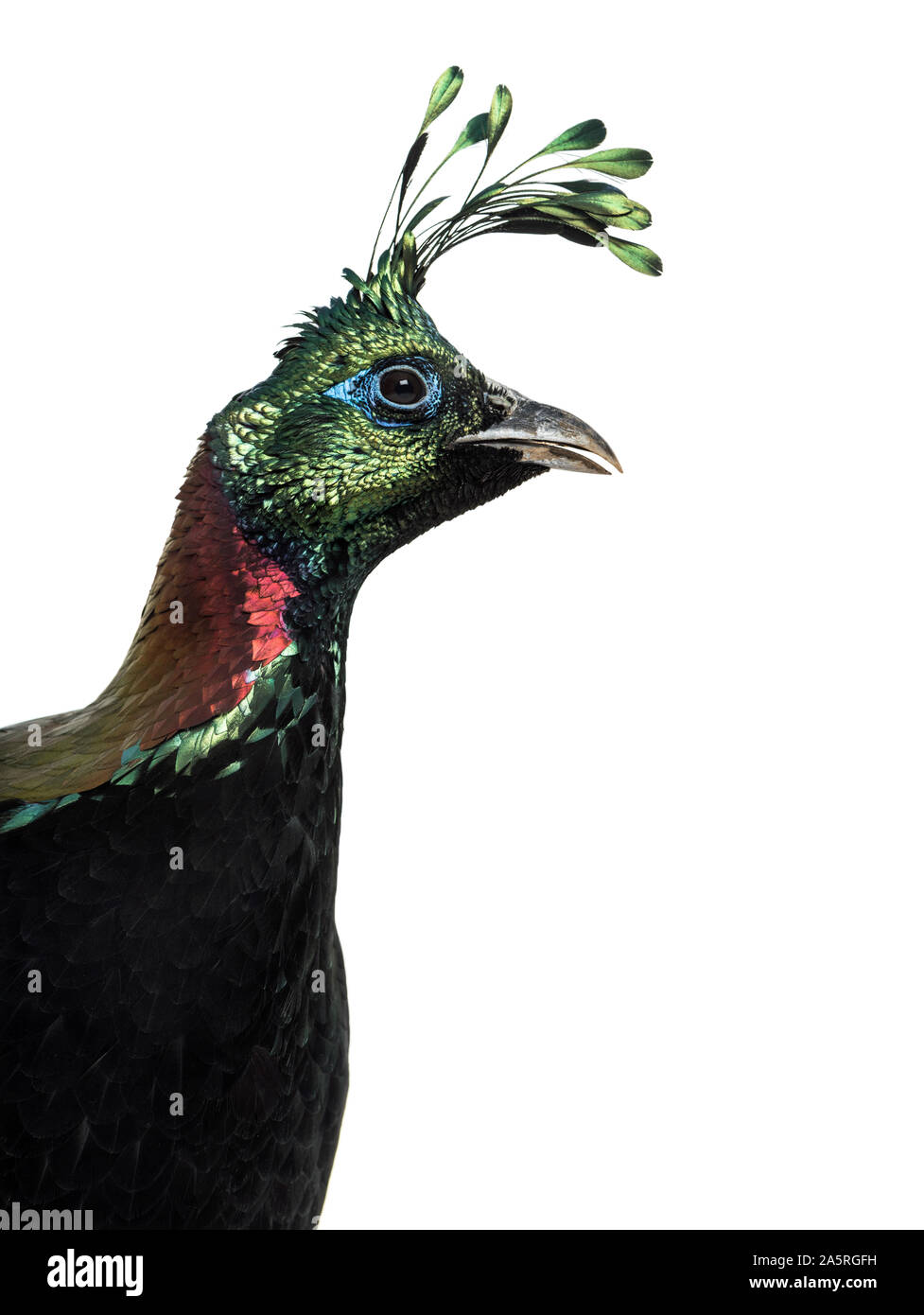 Himalayan monal, Lophophorus impejanus, auch als Impeyan monal und Impeyan Fasan gegen weiße Hintergrund bekannt Stockfoto