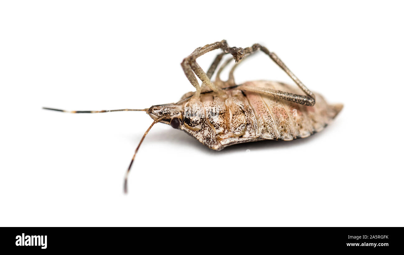 Braun Marmorated Halyomorpha halys Stinken Bug, gegen den weißen Hintergrund Stockfoto