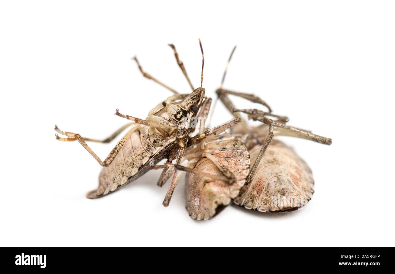 Braun Marmorated Halyomorpha halys Stinken Bug, gegen den weißen Hintergrund Stockfoto