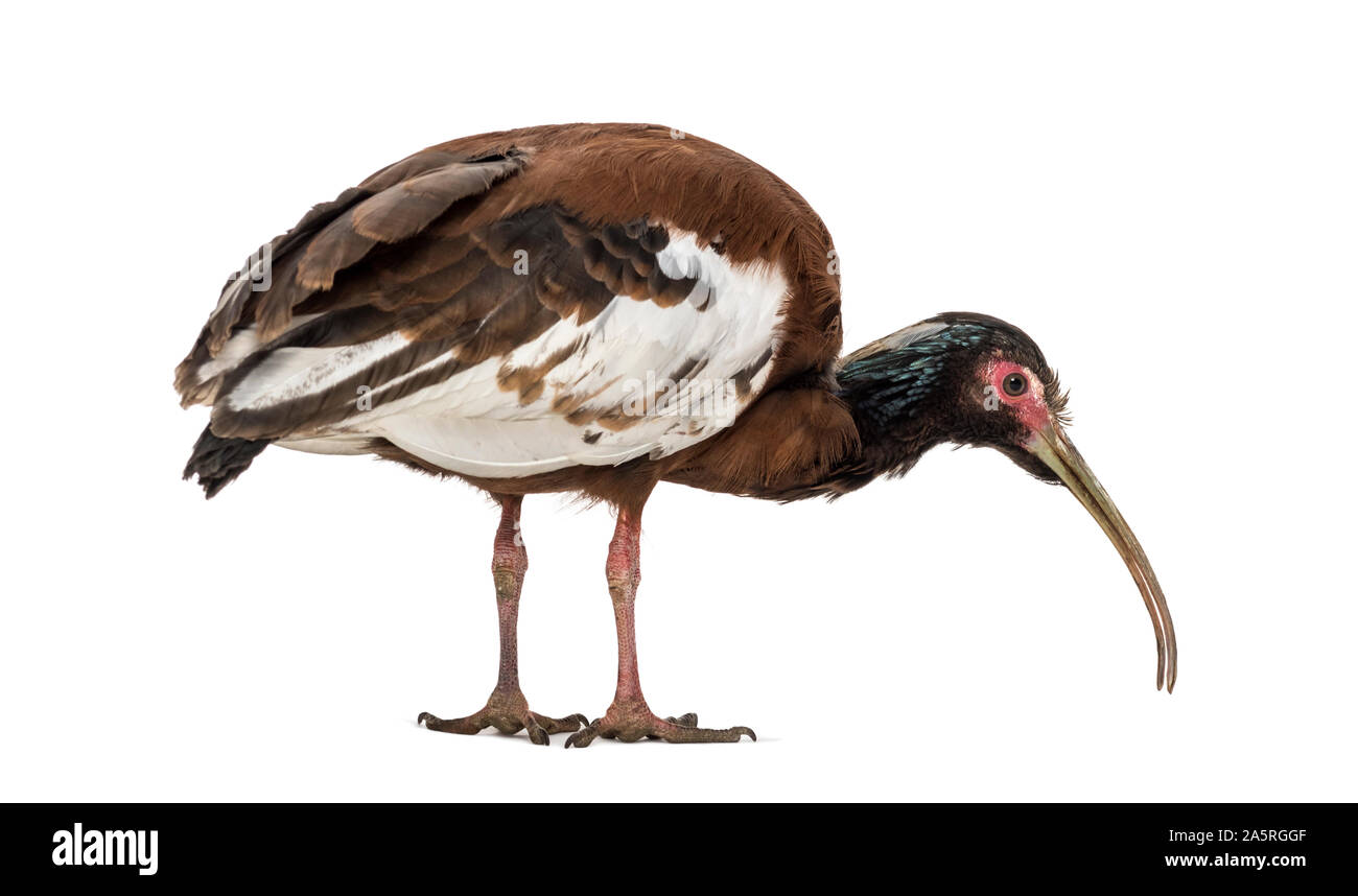 Madagassischen ibis, Lophotibis cristata, auch als Madagaskar bekannt crested Ibis, White-winged Ibis oder crested Holz ibis stehend gegen Weiße backgro Stockfoto