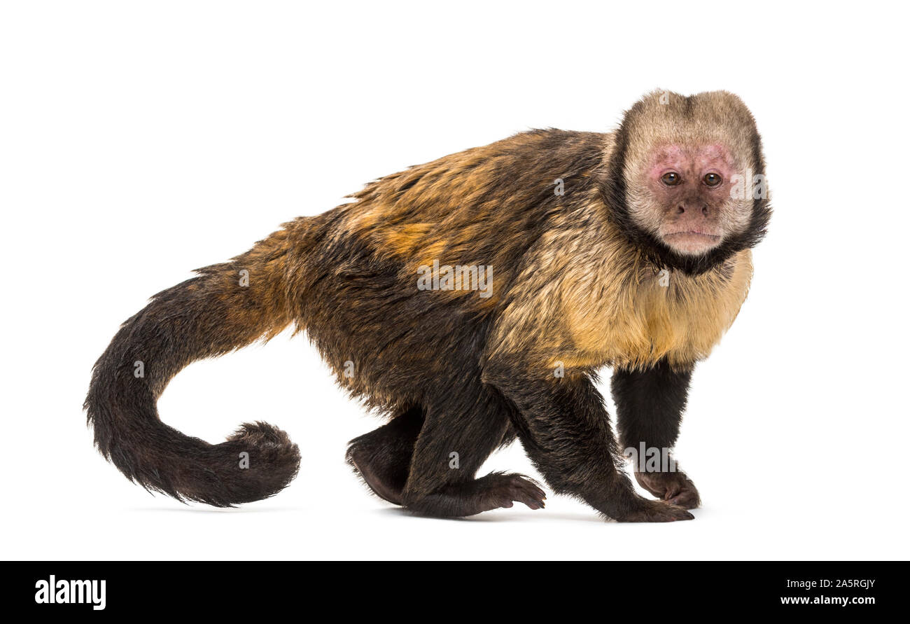 Golden-Bellied Kapuziner, Sapajus xanthosternos, auch als yellow-breasted oder Buffy - bekannt unter der Leitung der Kapuziner vor weißem Hintergrund Stockfoto