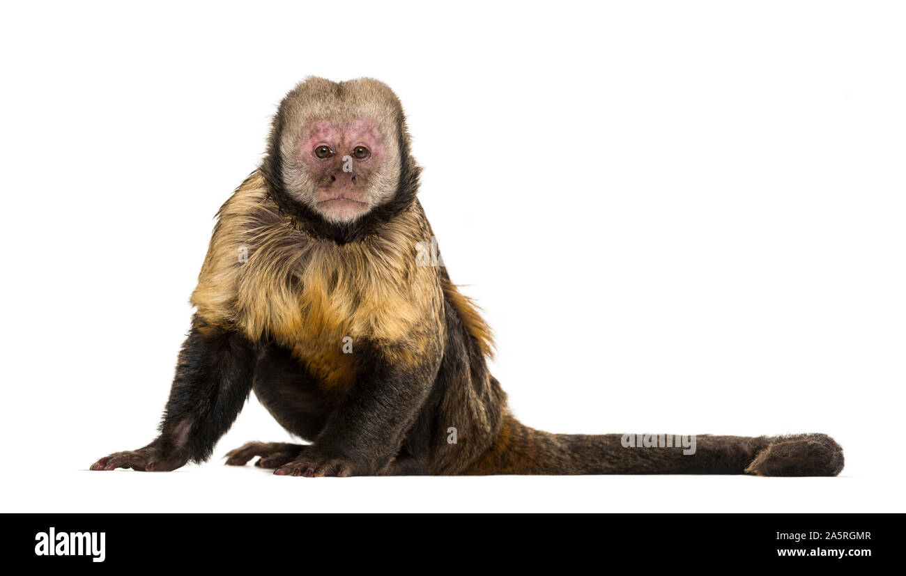 Golden-Bellied Kapuziner, Sapajus xanthosternos, auch bekannt als yellow-breasted oder Buffy - vorangegangen Kapuziner vor weißem Hintergrund sitzen Stockfoto