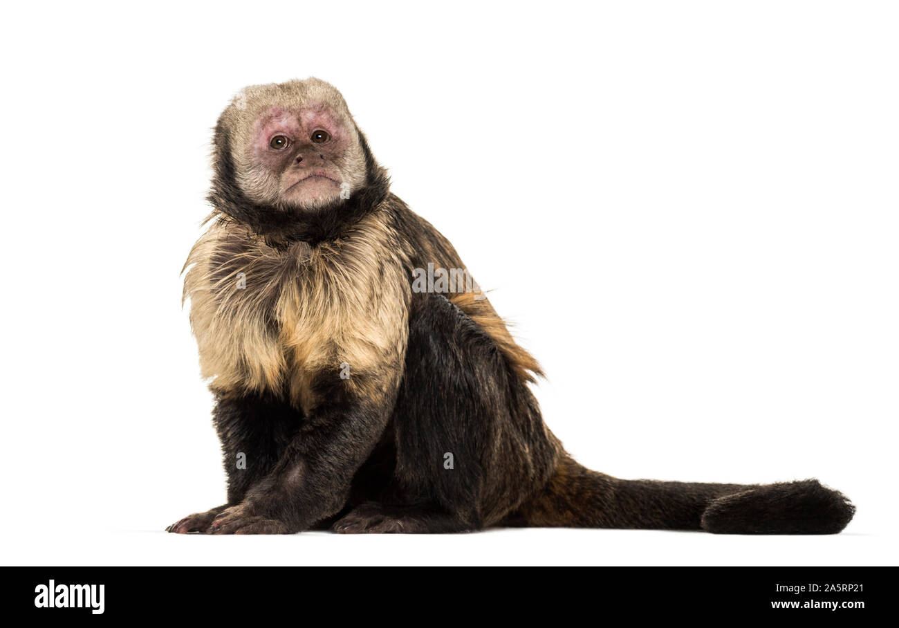 Golden-Bellied Kapuziner, Sapajus xanthosternos, auch bekannt als yellow-breasted oder Buffy - vorangegangen Kapuziner vor weißem Hintergrund sitzen Stockfoto