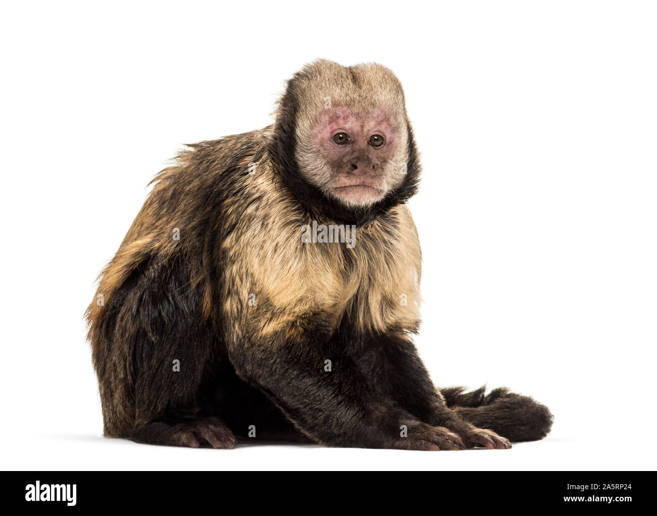 Golden-Bellied Kapuziner, Sapajus xanthosternos, auch bekannt als yellow-breasted oder Buffy - vorangegangen Kapuziner vor weißem Hintergrund sitzen Stockfoto