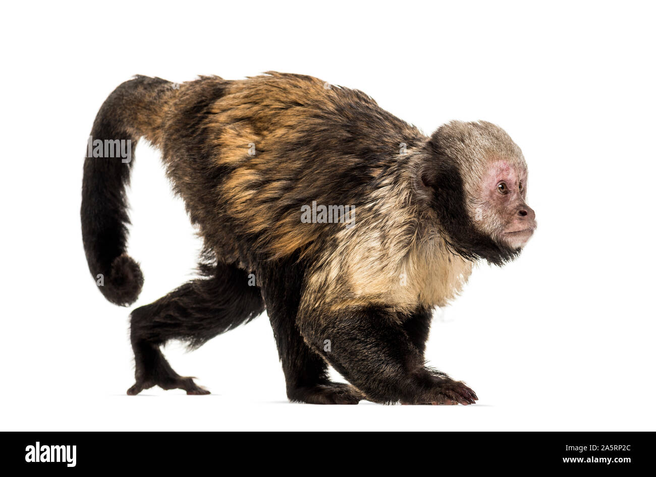 Golden-Bellied Kapuziner, Sapajus xanthosternos, auch als yellow-breasted oder Buffy - bekannt unter der Leitung der Kapuziner vor weißem Hintergrund Stockfoto