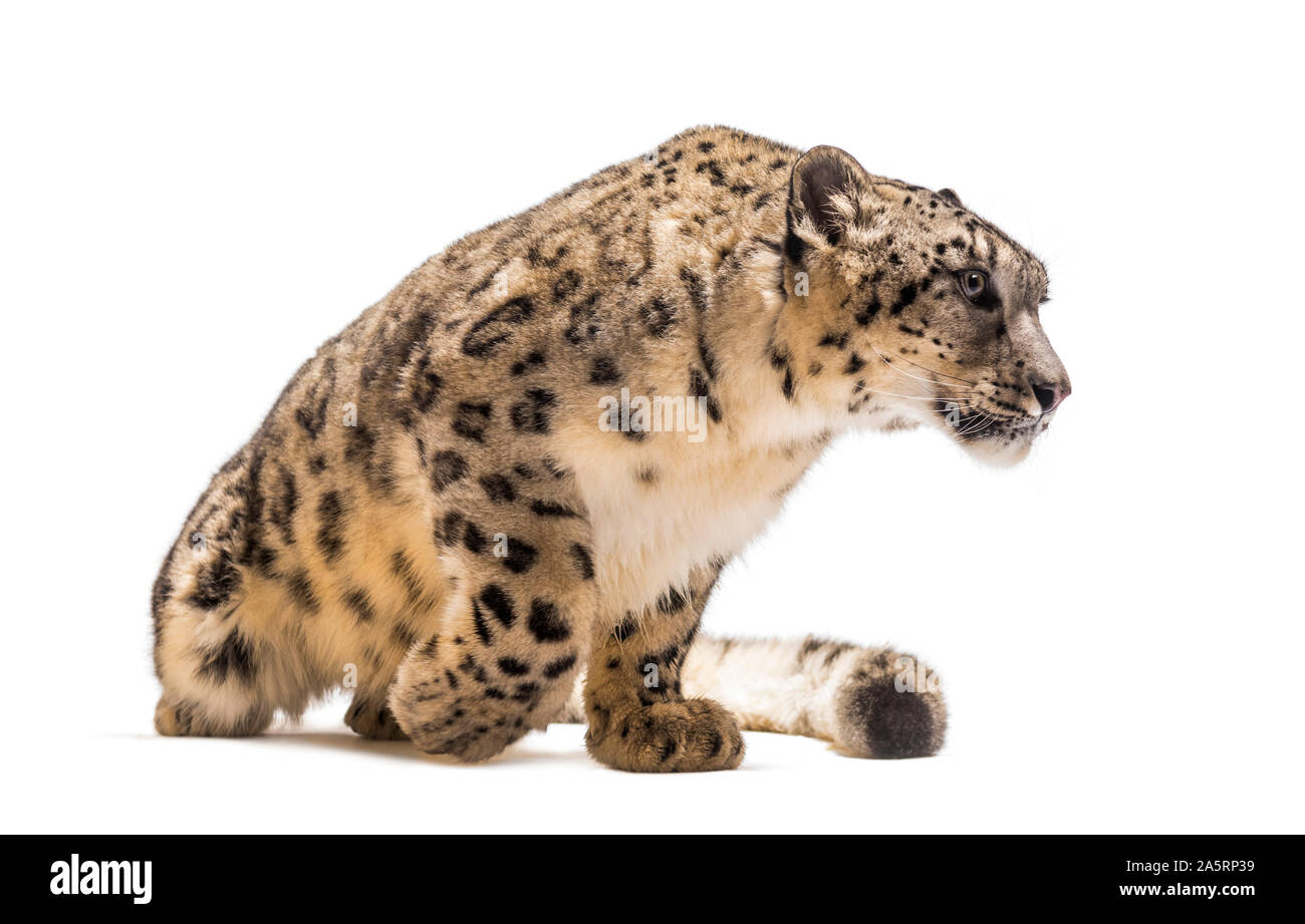 Snow Leopard Panthera uncia, auch als die Unze vor weißem Hintergrund sitzen bekannt Stockfoto