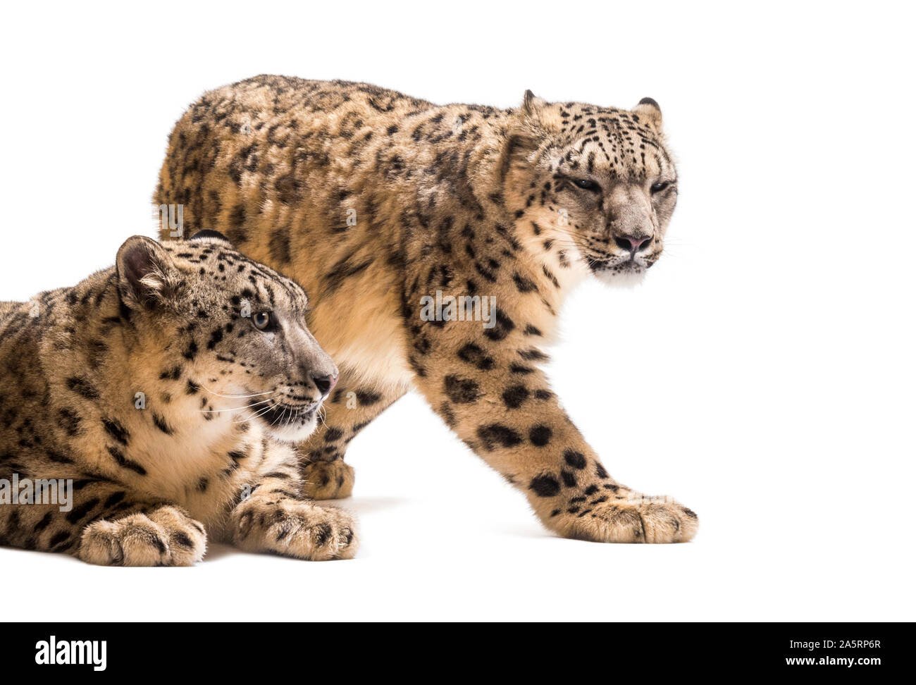Schneeleoparden, Panthera uncia, auch als die Unze gehen gegen weiße Hintergrund bekannt Stockfoto