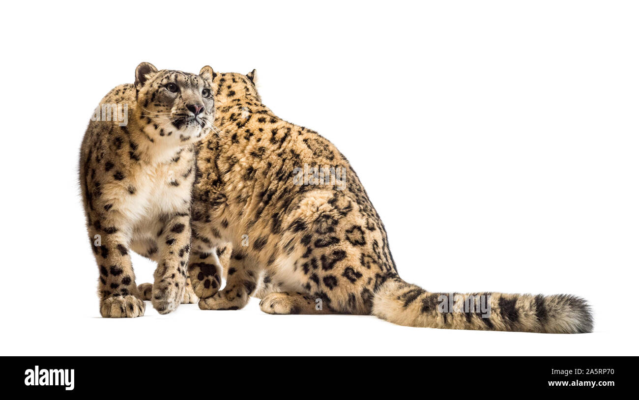Schneeleoparden, Panthera uncia, auch als die Unze vor weißem Hintergrund sitzen bekannt Stockfoto