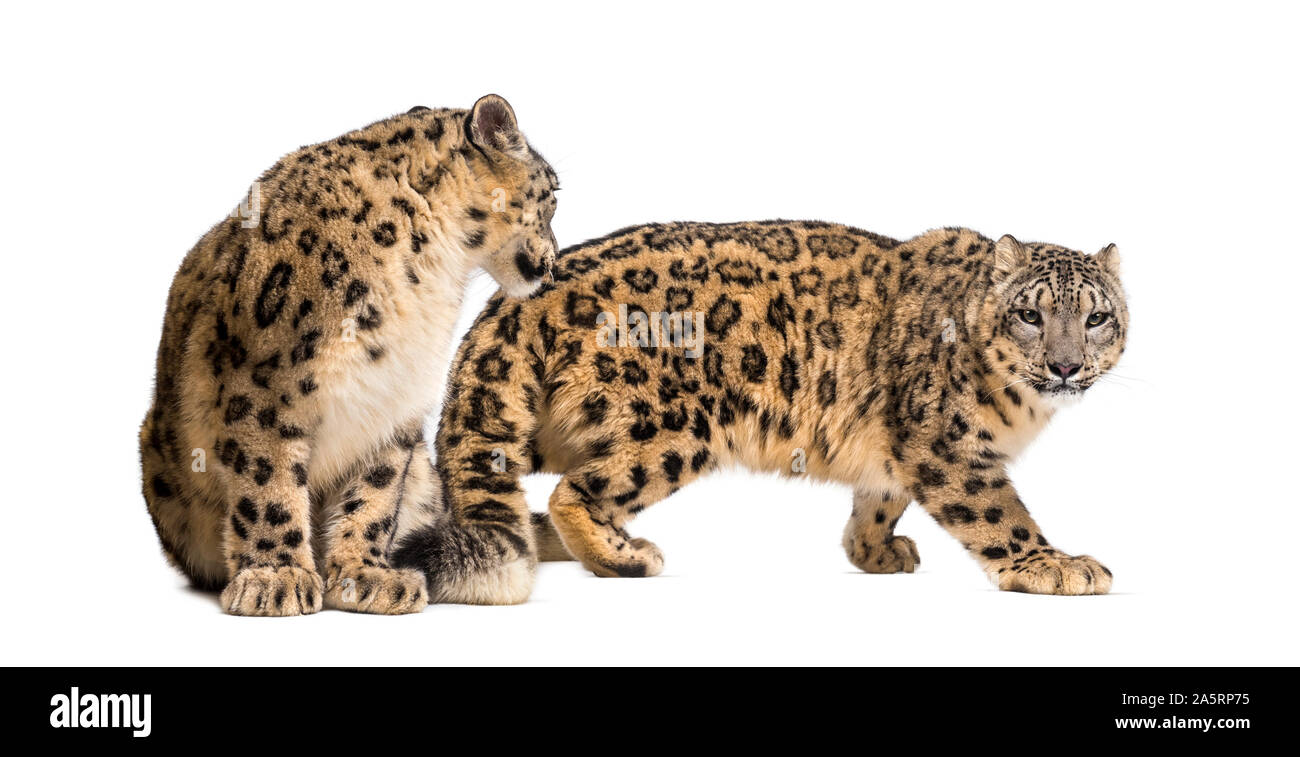 Leoparden Ausgeschnittene Stockfotos Und Bilder Alamy